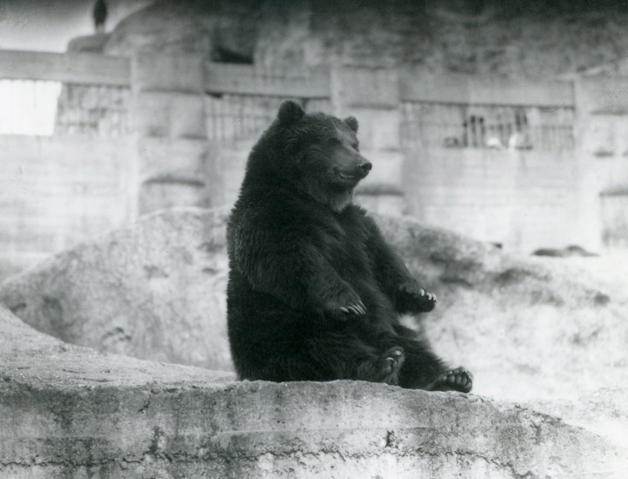 Un orso bruno seduto nel suo recinto ai piedi delle Mappin Terraces allo zoo di Londra, settembre 1921 da Frederick William Bond