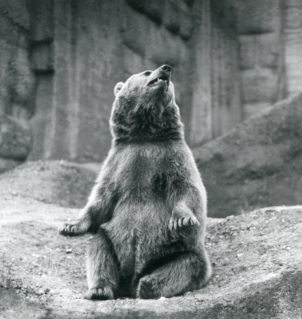 Un Orso Bruno seduto su una sporgenza rocciosa allo Zoo di Londra nel settembre 1927 da Frederick William Bond