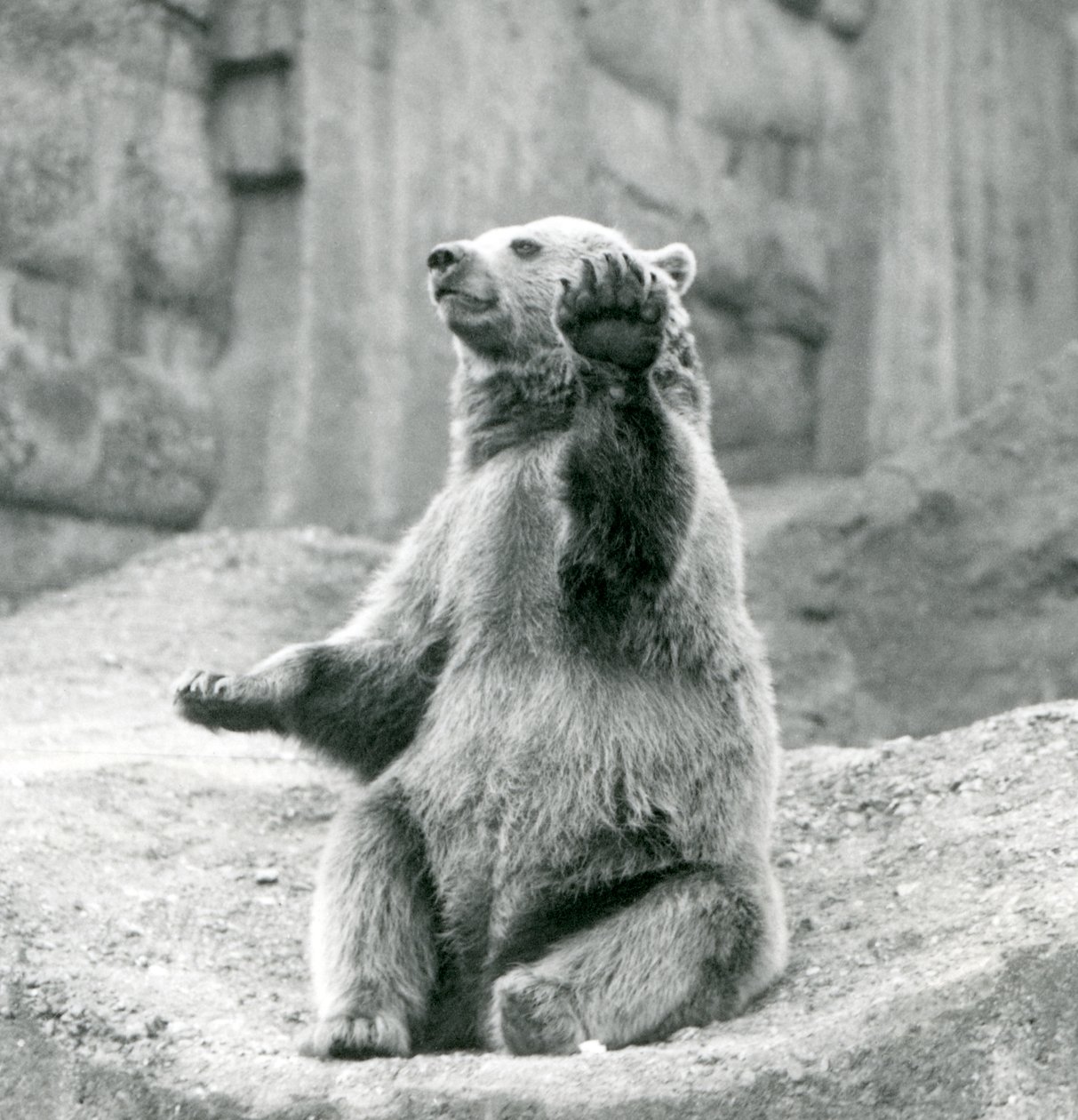 Un orso bruno seduto su una sporgenza rocciosa, che saluta con una delle zampe anteriori, Zoo di Londra, settembre 1927 da Frederick William Bond