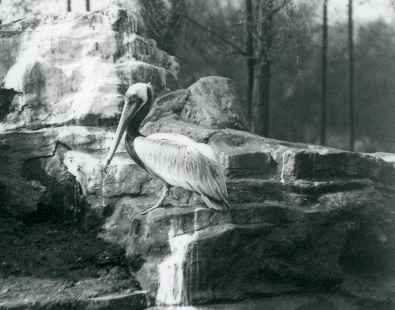 Un Pellicano Bruno in piedi sulle rocce allo Zoo di Londra, giugno 1927 da Frederick William Bond