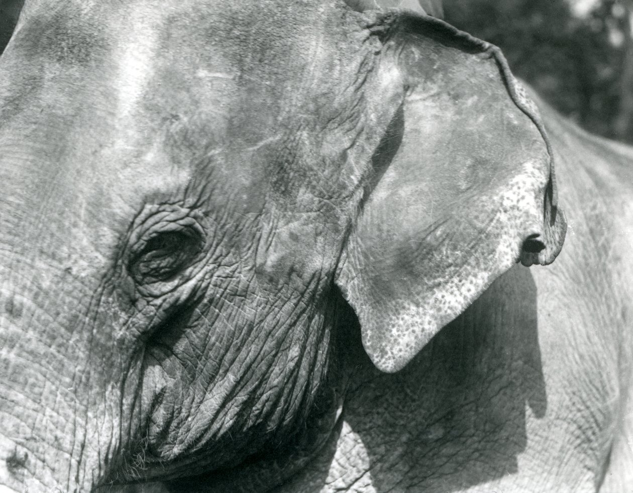 Un elefante birmano, Zoo di Londra, settembre 1926 da Frederick William Bond