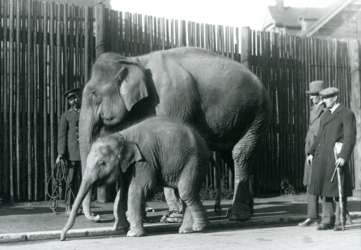 Un elefante birmano e il suo cucciolo portati a passeggio dal loro custode, mentre due altri uomini osservano da Frederick William Bond