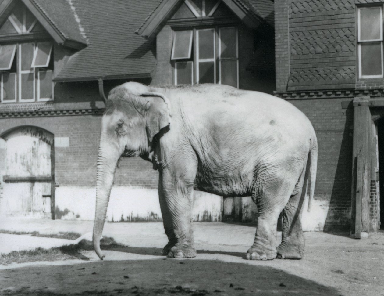 Un elefante birmano fuori dalla Casa degli Elefanti, Zoo di Londra da Frederick William Bond