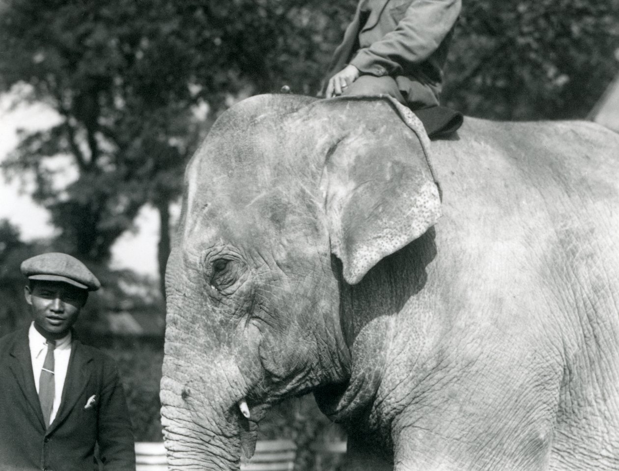 Un elefante birmano con il suo addestratore e un altro uomo, Zoo di Londra, settembre 1926 da Frederick William Bond