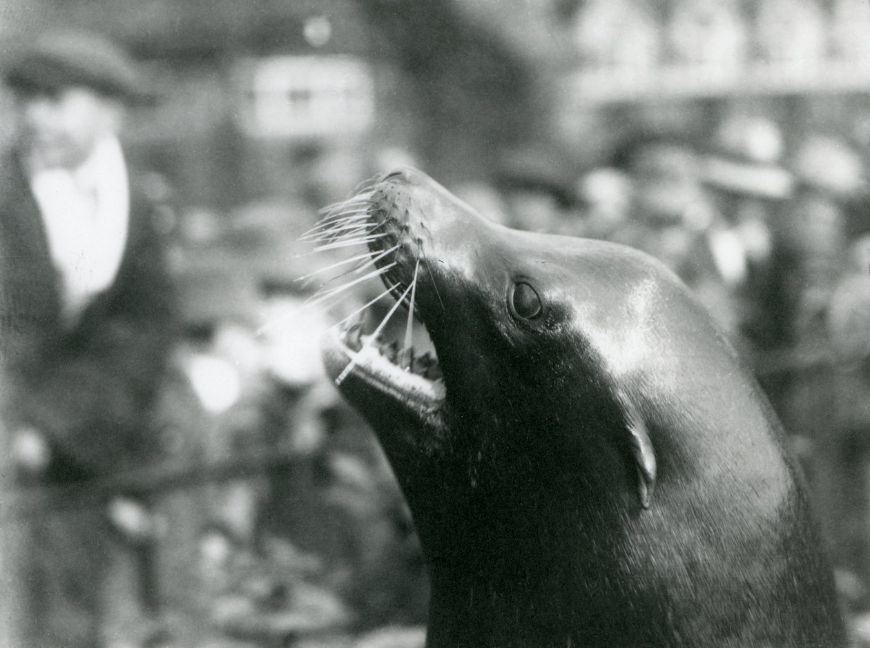 Un leone marino della California allo Zoo di Londra, ottobre 1924 da Frederick William Bond
