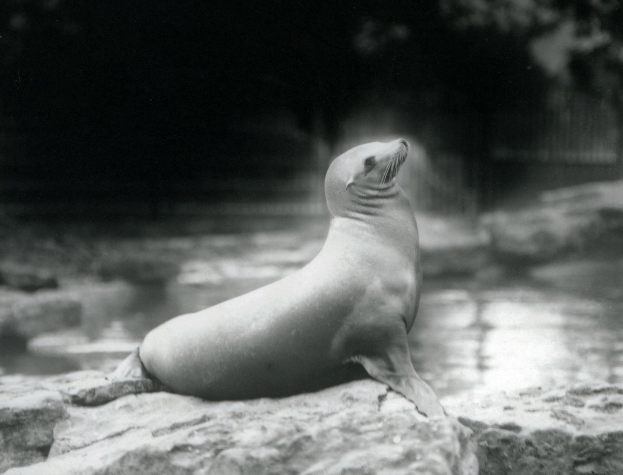 Un leone marino della California seduto su una roccia accanto alla sua piscina, Zoo di Londra, settembre 1925 da Frederick William Bond