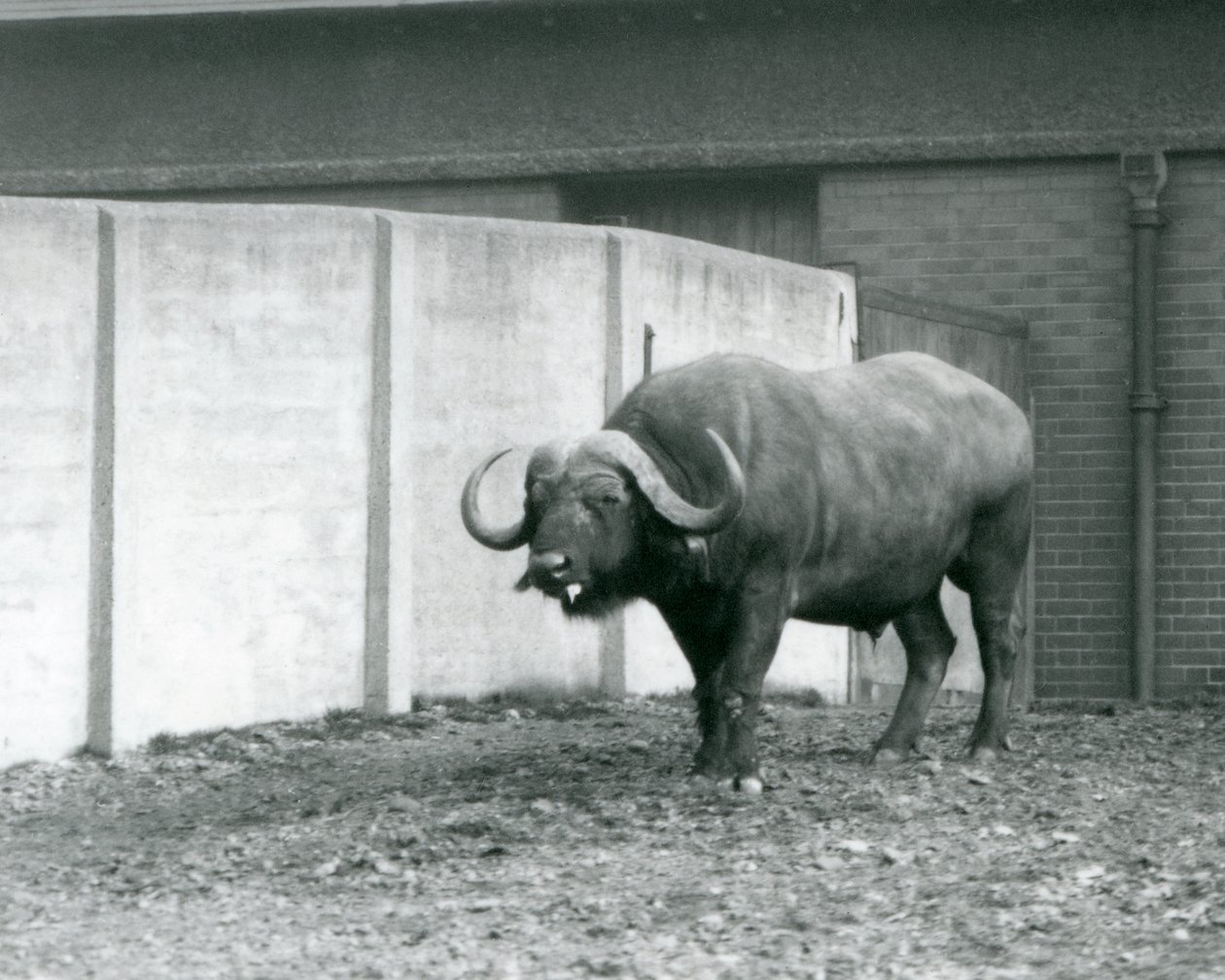 Un bufalo del Capo/Africano in piedi sulla terra nuda, accanto al muro di cemento del suo recinto allo Zoo di Londra nel 1928 da Frederick William Bond
