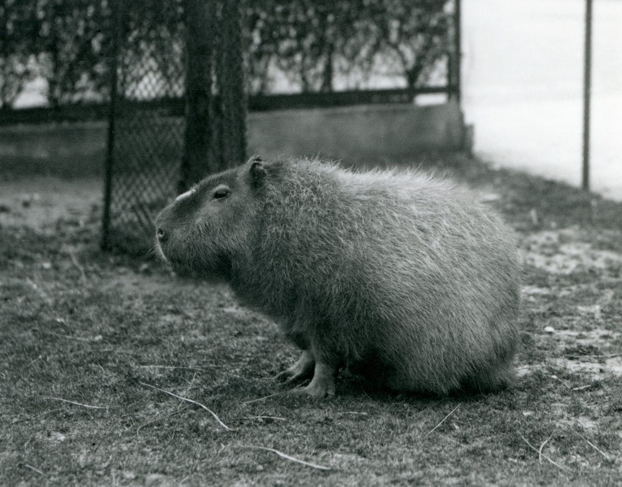 Un capibara seduto nel suo recinto allo Zoo di Londra, giugno 1927 da Frederick William Bond