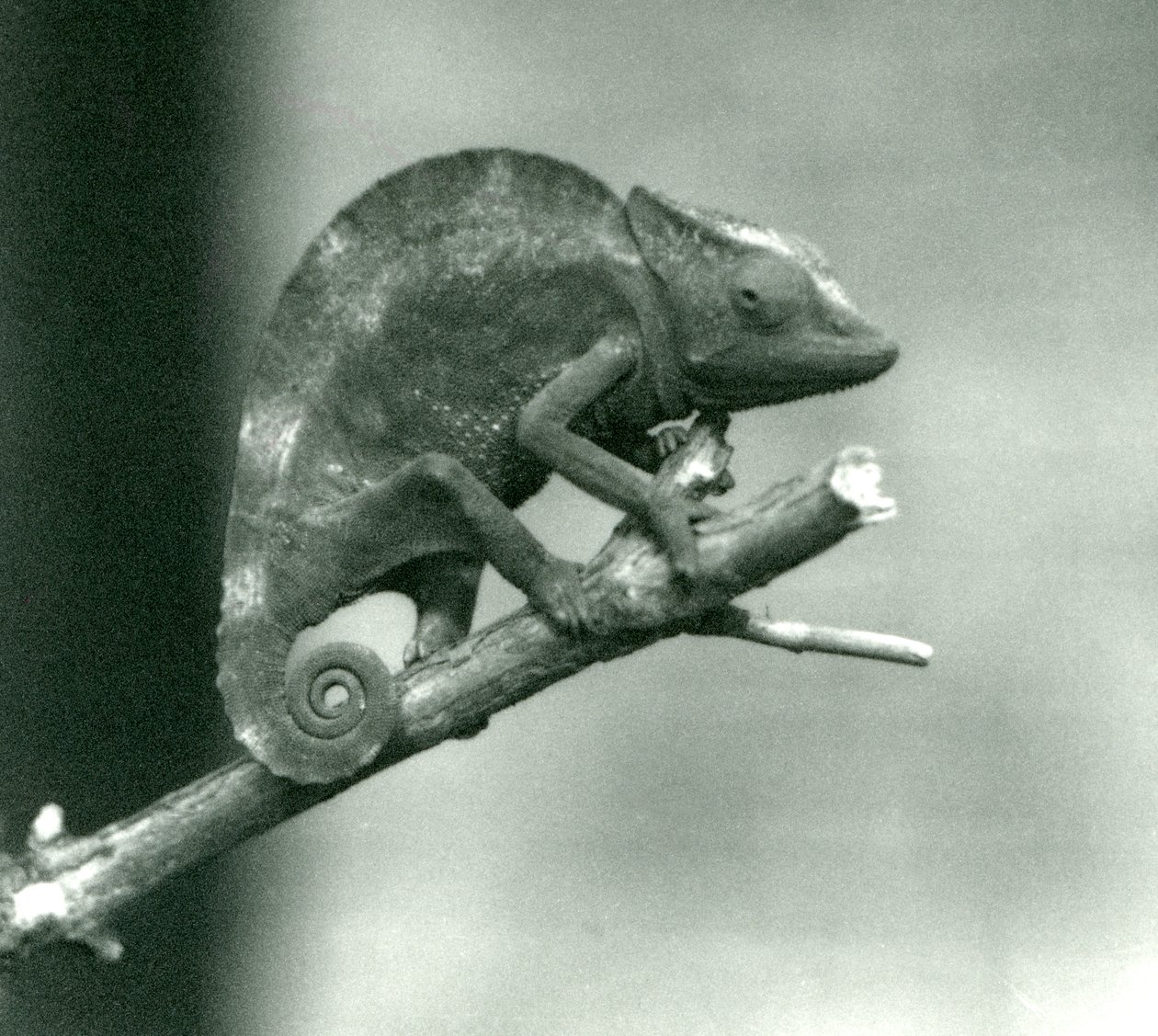 Un camaleonte che si aggrappa alla fine di un ramo, Zoo di Londra, 1927 da Frederick William Bond