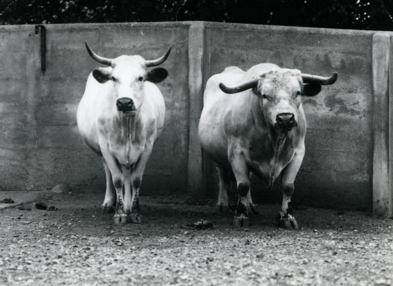 Un toro e una mucca Chartley allo Zoo di Londra, luglio 1924 da Frederick William Bond