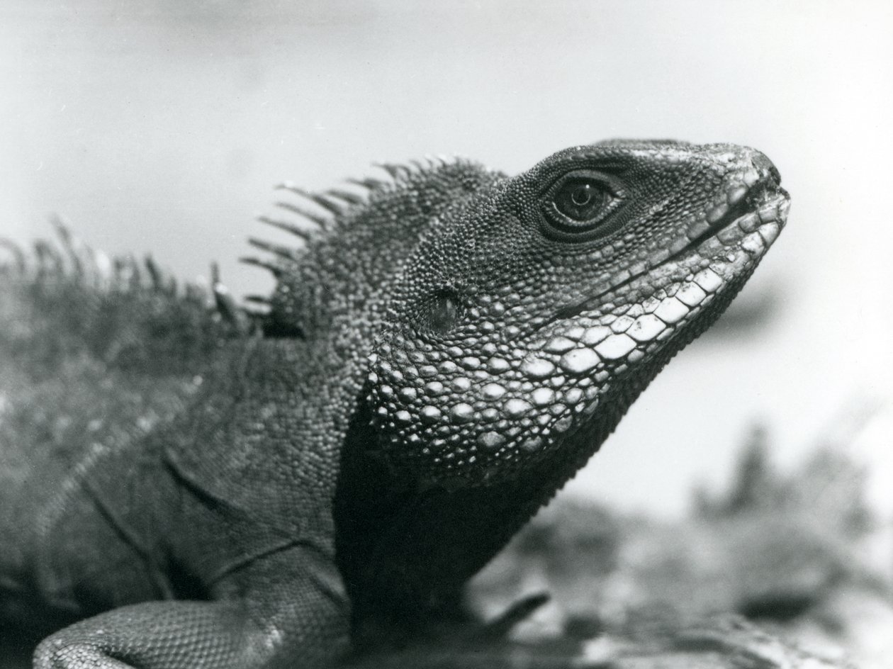 Un Drago d