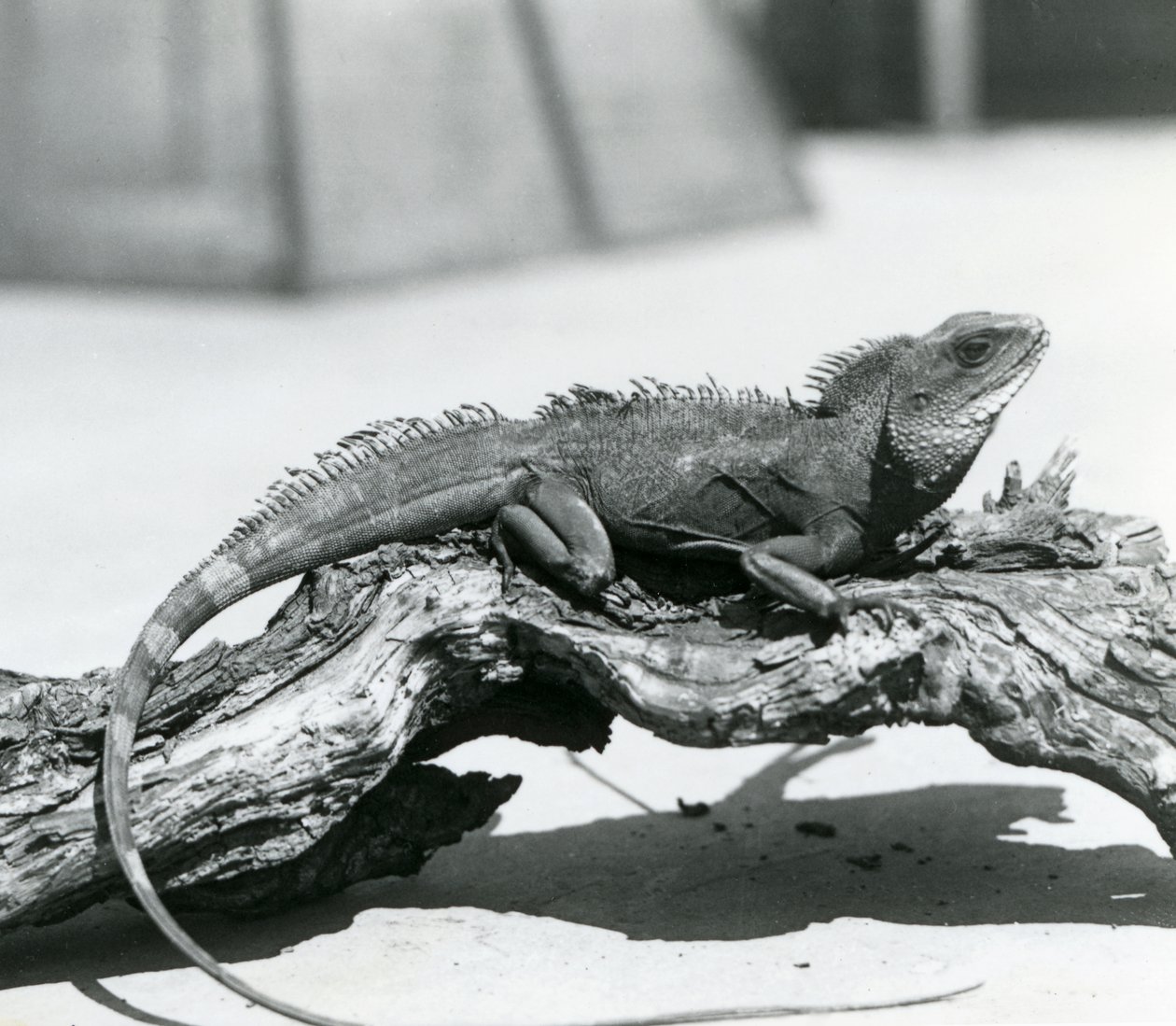 Un Drago d