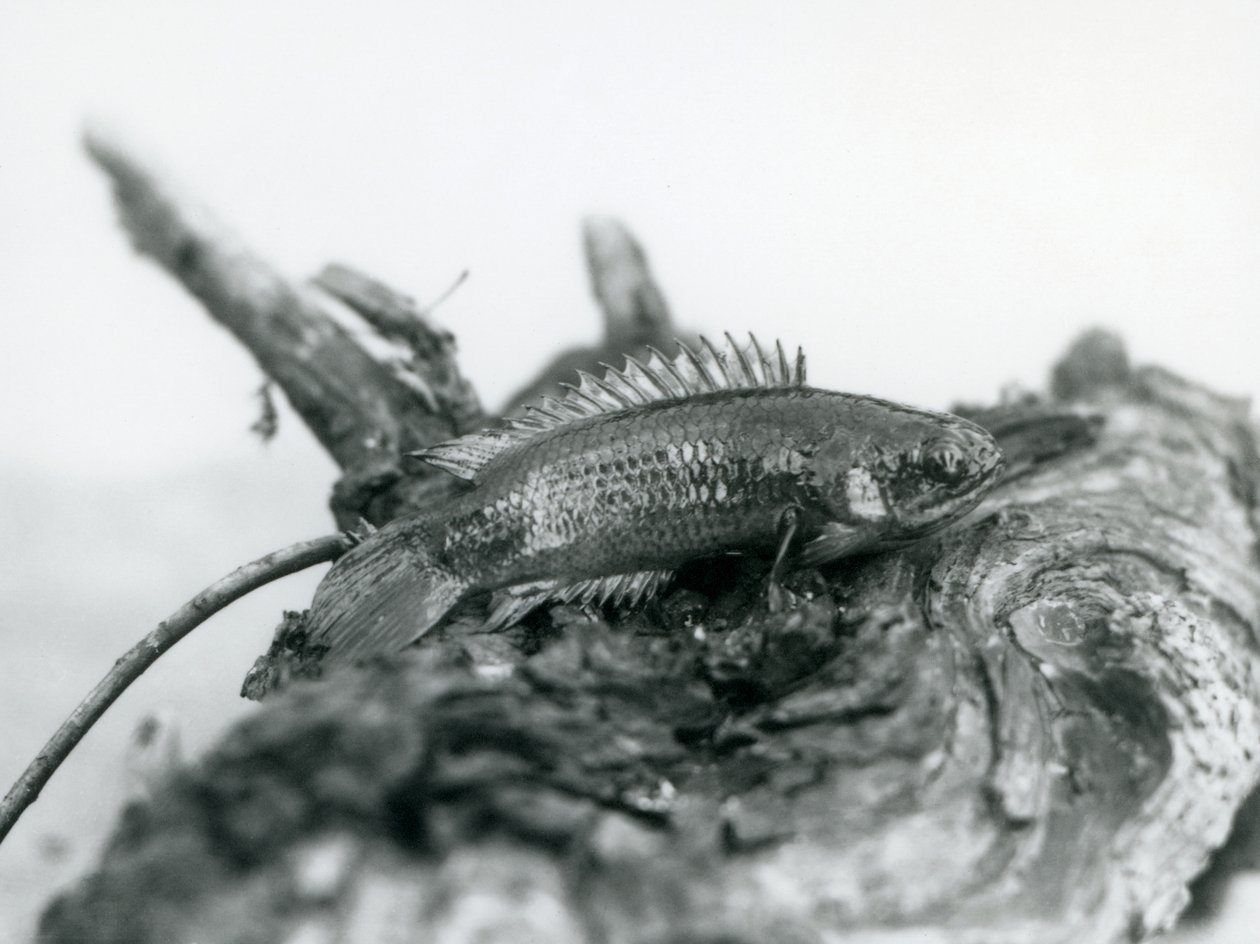 Un pesce arrampicatore che riposa su un ramo morto, fuori dall