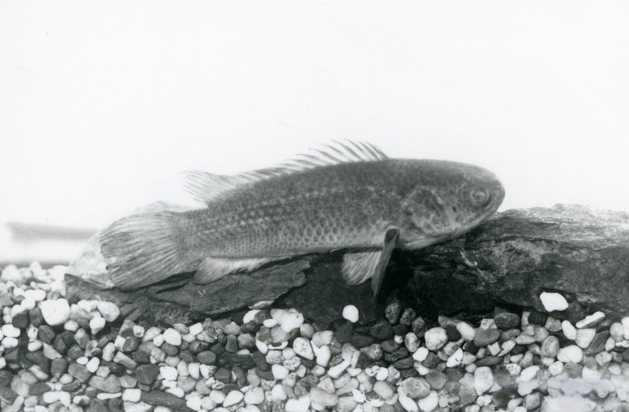 Un pesce arrampicatore che riposa su rocce e ghiaia sul fondo del suo acquario, in acqua allo Zoo di Londra nel settembre 1928 da Frederick William Bond