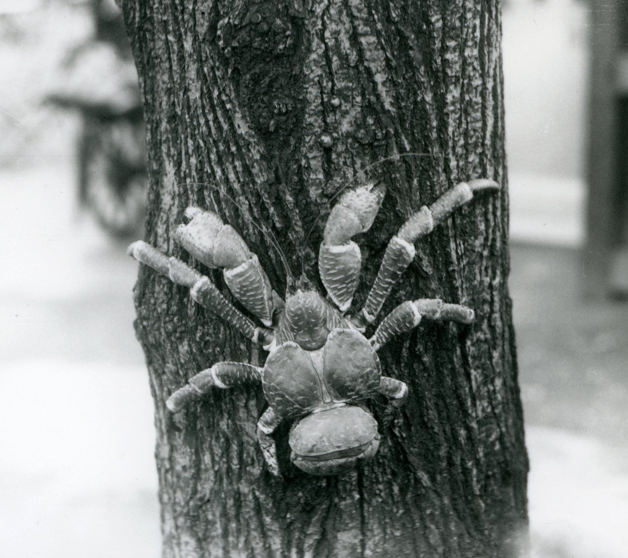 Un granchio del cocco che si arrampica su un albero, Zoo di Londra, 1927 da Frederick William Bond