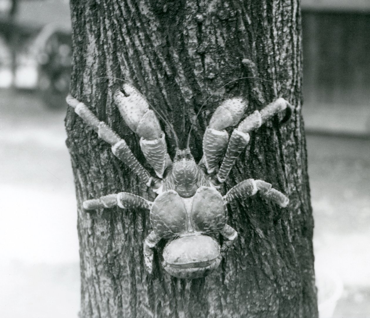 Un granchio del cocco, o granchio ladro, che scala un albero, zoo di Londra, luglio 1927 da Frederick William Bond