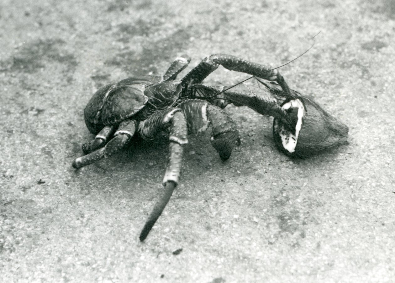 Un granchio del cocco, o granchio ladro, che si nutre di cocco, zoo di Londra, luglio 1927 da Frederick William Bond
