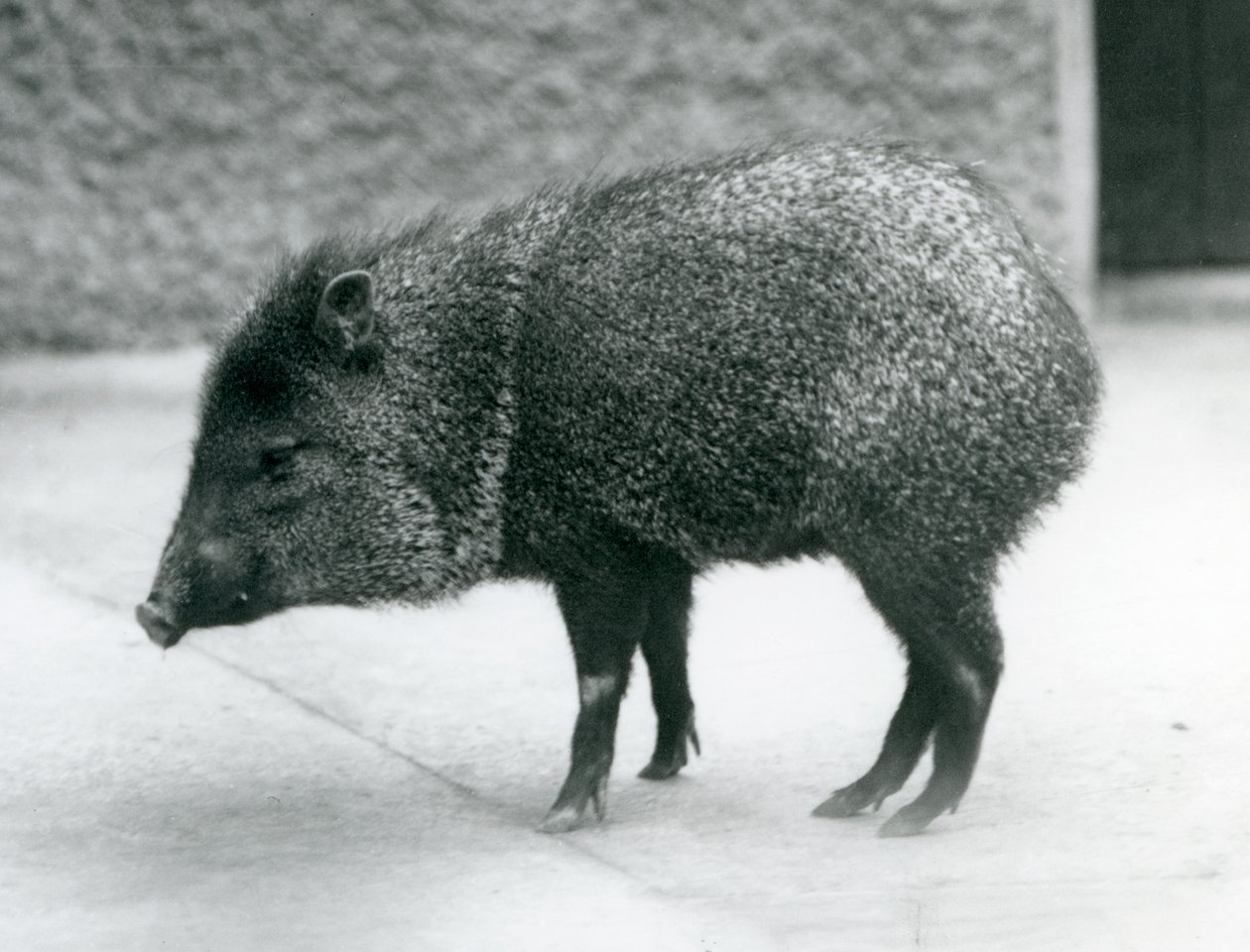 Un pecari collare allo Zoo di Londra, 1927 da Frederick William Bond