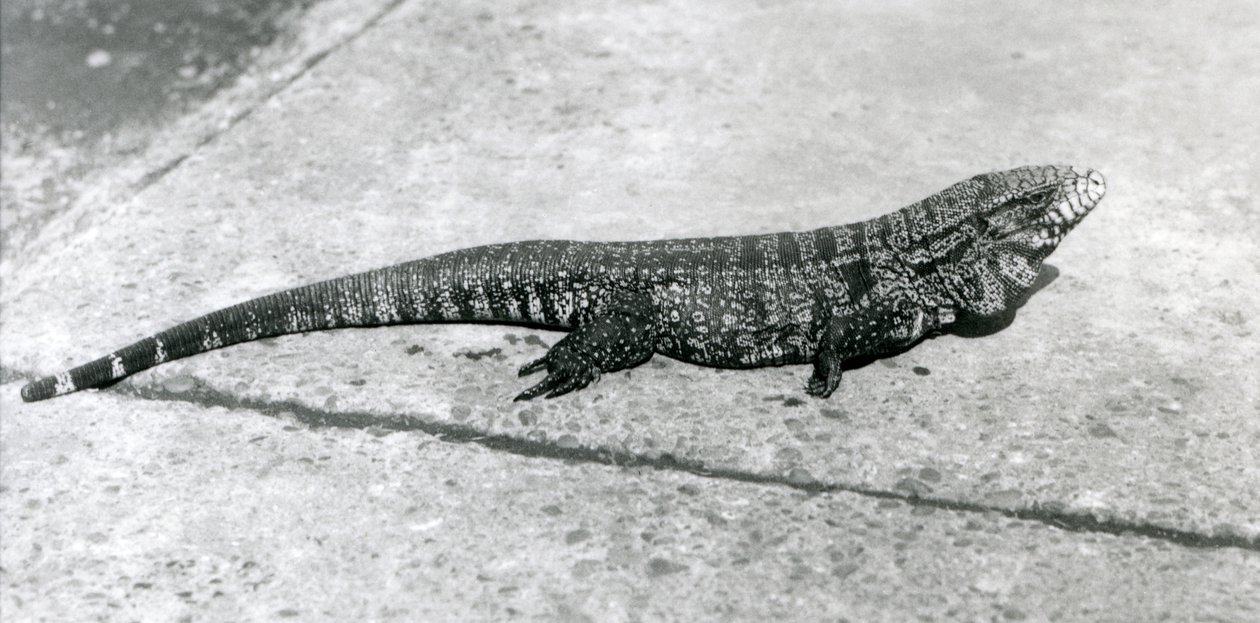 Un Tegu o Lucertola Tigre al Zoo di Londra, agosto 1926 da Frederick William Bond