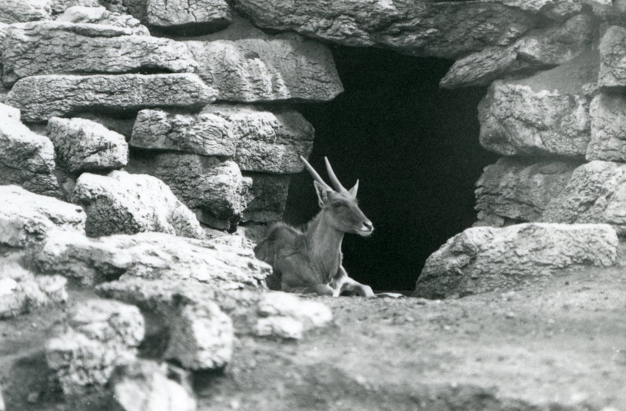 Un Eland comune che riposa all