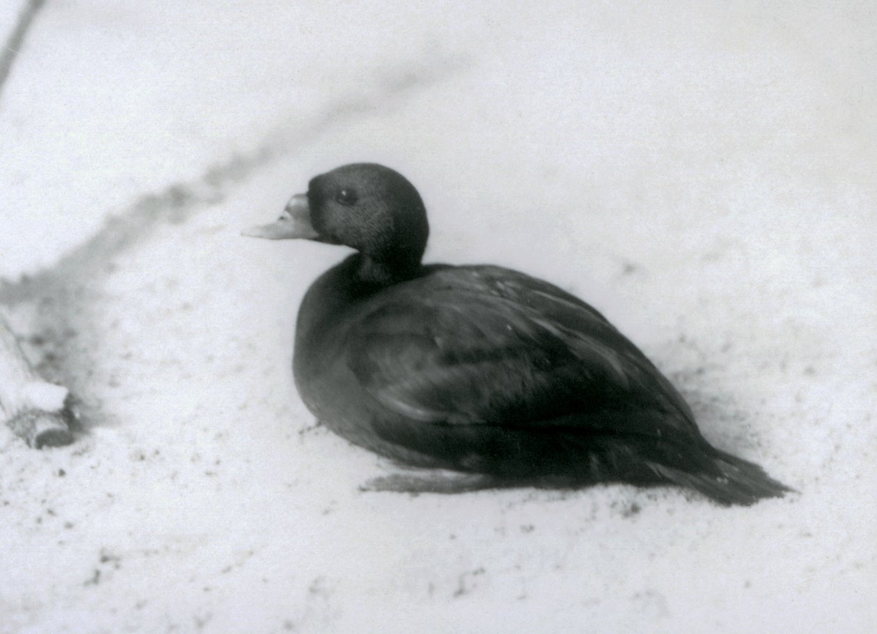Una moretta allo Zoo di Londra nel 1925 da Frederick William Bond