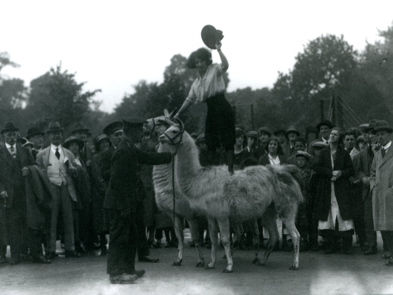 Una cowgirl in piedi su due lama durante una visita allo Zoo di Londra, nel 1924 da Frederick William Bond