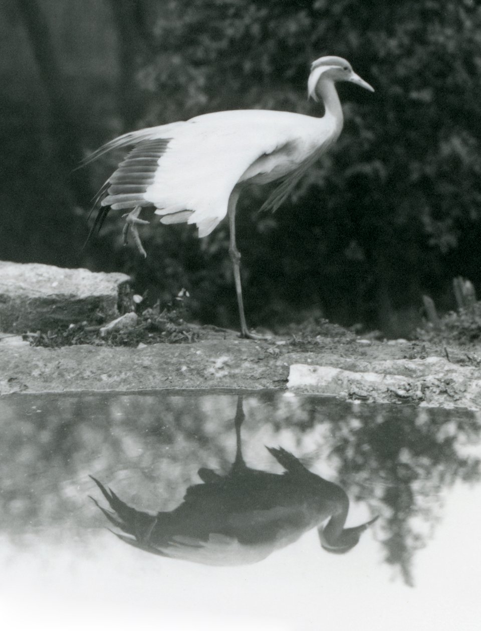 Una Gru Demoiselle in piedi su una gamba, con il suo riflesso a specchio nella piscina sottostante, London Zoo da Frederick William Bond