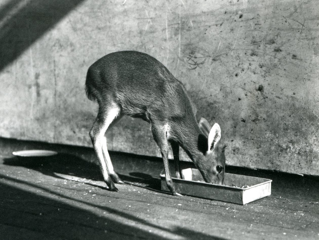 Un duiker che si nutre da un vassoio a terra, Zoo di Londra, luglio 1925 da Frederick William Bond