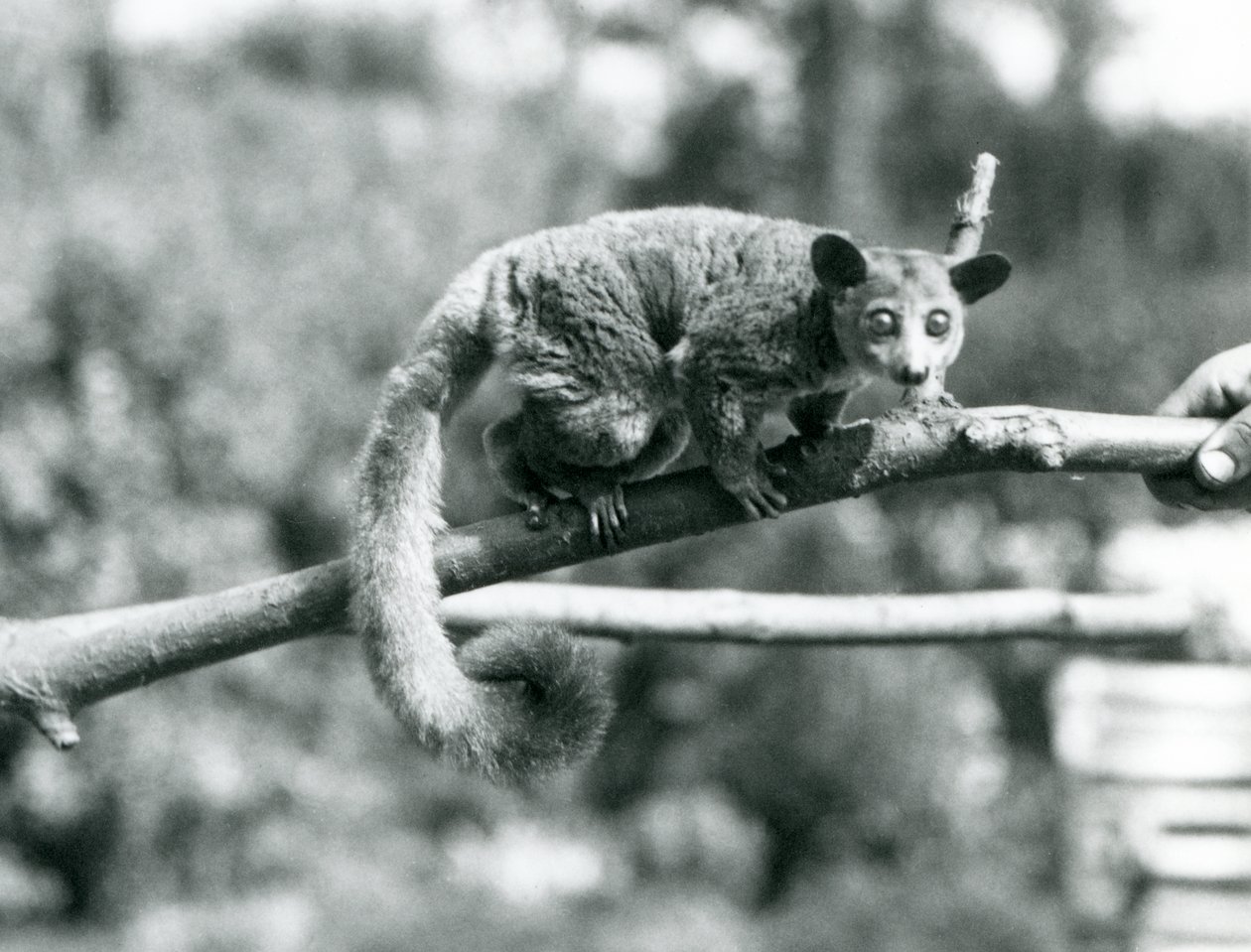 Un Galago che cammina lungo un ramo tenuto da un custode, Zoo di Londra da Frederick William Bond