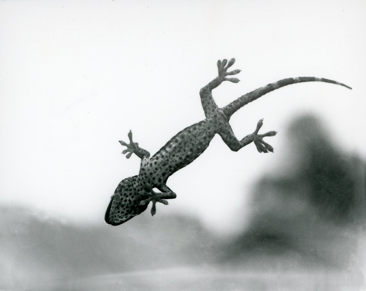 Un geco visto dal basso mentre si arrampica su un vetro, mostrando i suoi cuscinetti specializzati, Zoo di Londra, agosto 1928 (foto in bianco e nero) da Frederick William Bond