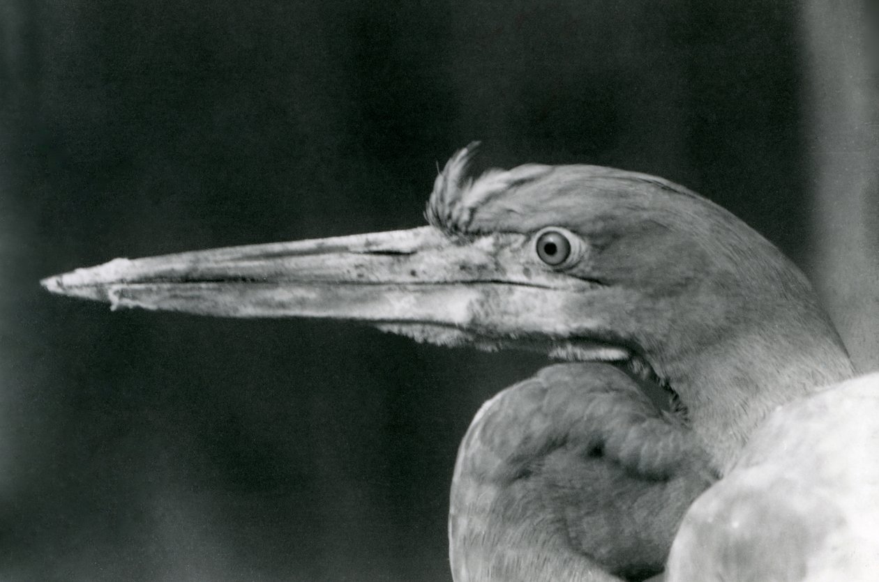 Un airone Golia allo Zoo di Londra nel 1924 da Frederick William Bond