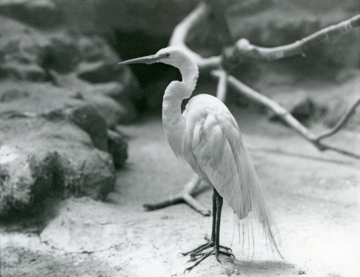 Un grande airone bianco in piumaggio nuziale, che sta sul pavimento del suo recinto allo Zoo di Londra nel giugno 1928 da Frederick William Bond