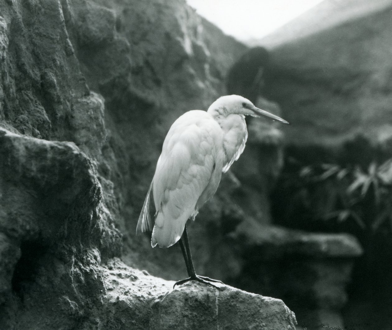 Un grande airone bianco o grande airone bianco in piedi su una roccia allo zoo di Londra nel settembre 1927 da Frederick William Bond