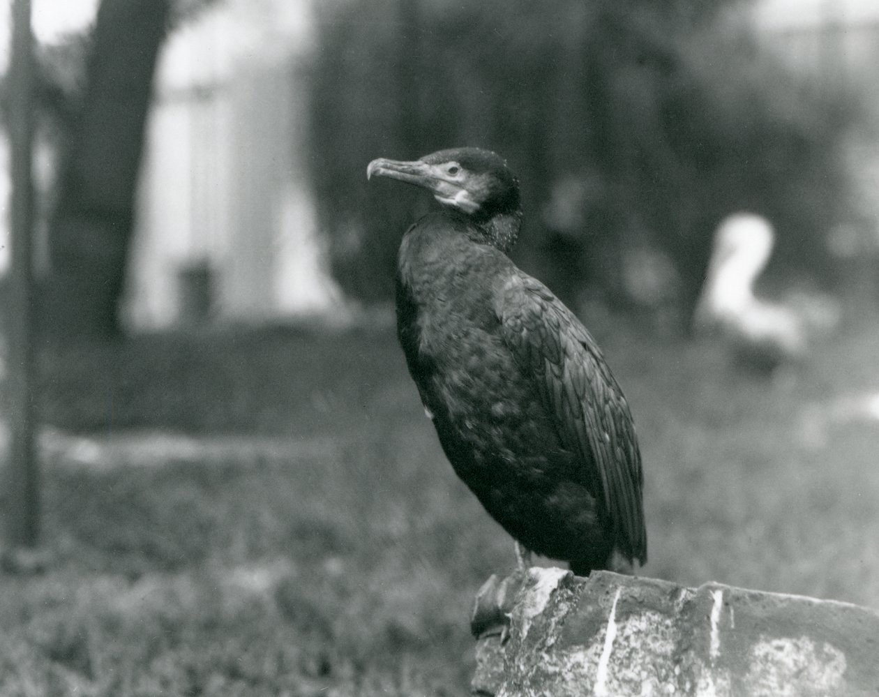 Un grande cormorano allo zoo di Londra nel settembre 1927 da Frederick William Bond