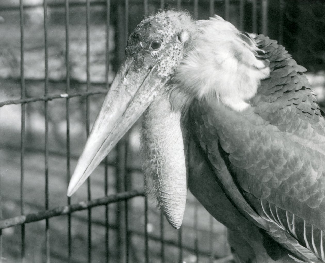 Un marabù maggiore allo zoo di Londra nel luglio 1925 da Frederick William Bond