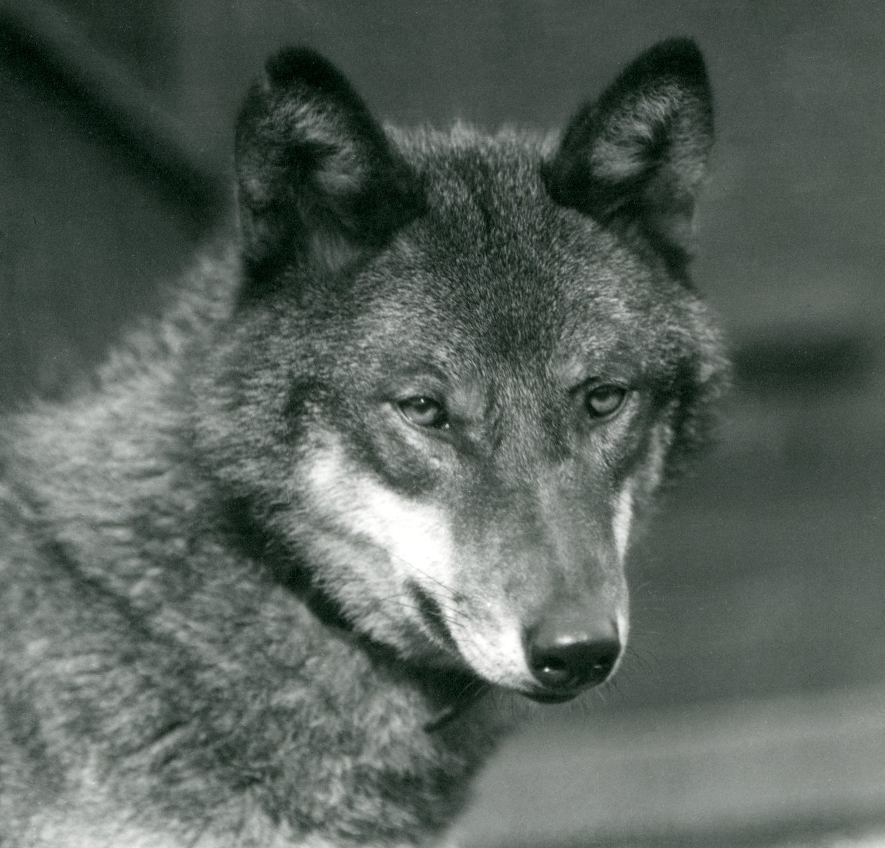 Un lupo grigio allo Zoo di Londra, 1925 da Frederick William Bond