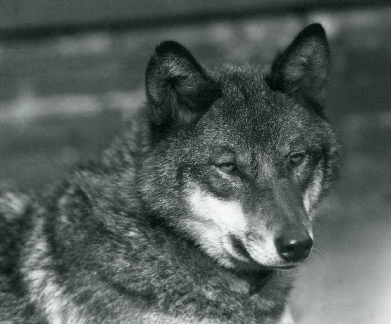 Un lupo grigio allo Zoo di Londra, 1925 da Frederick William Bond
