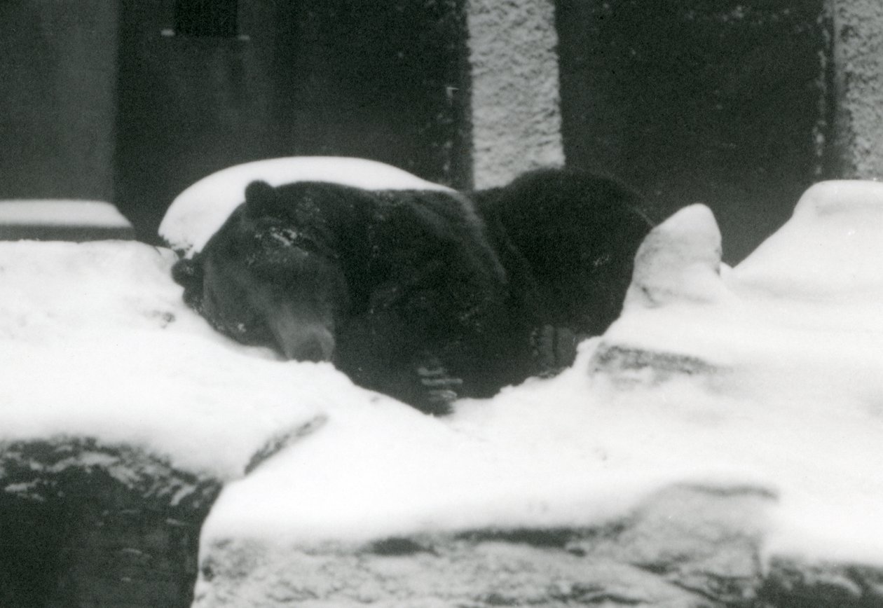 Un orso grizzly che dorme nella neve, Zoo di Londra, 1924 da Frederick William Bond