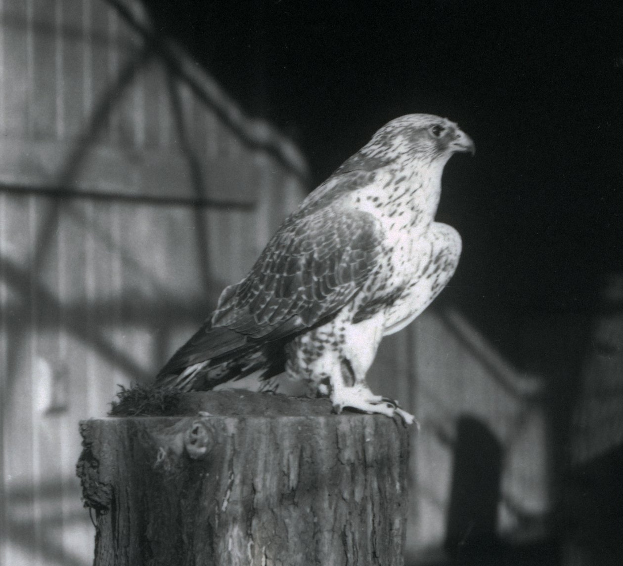 Un girifalco che riposa su un tronco, Zoo di Londra, dicembre 1925 da Frederick William Bond