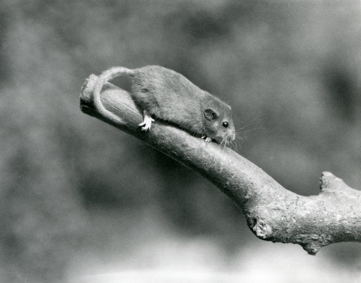 Un moscardino su un ramo, Zoo di Londra da Frederick William Bond
