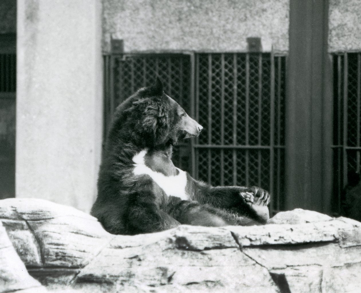Un orso nero himalayano seduto sulle rocce, tenendo le dita dei piedi, Zoo di Londra da Frederick William Bond
