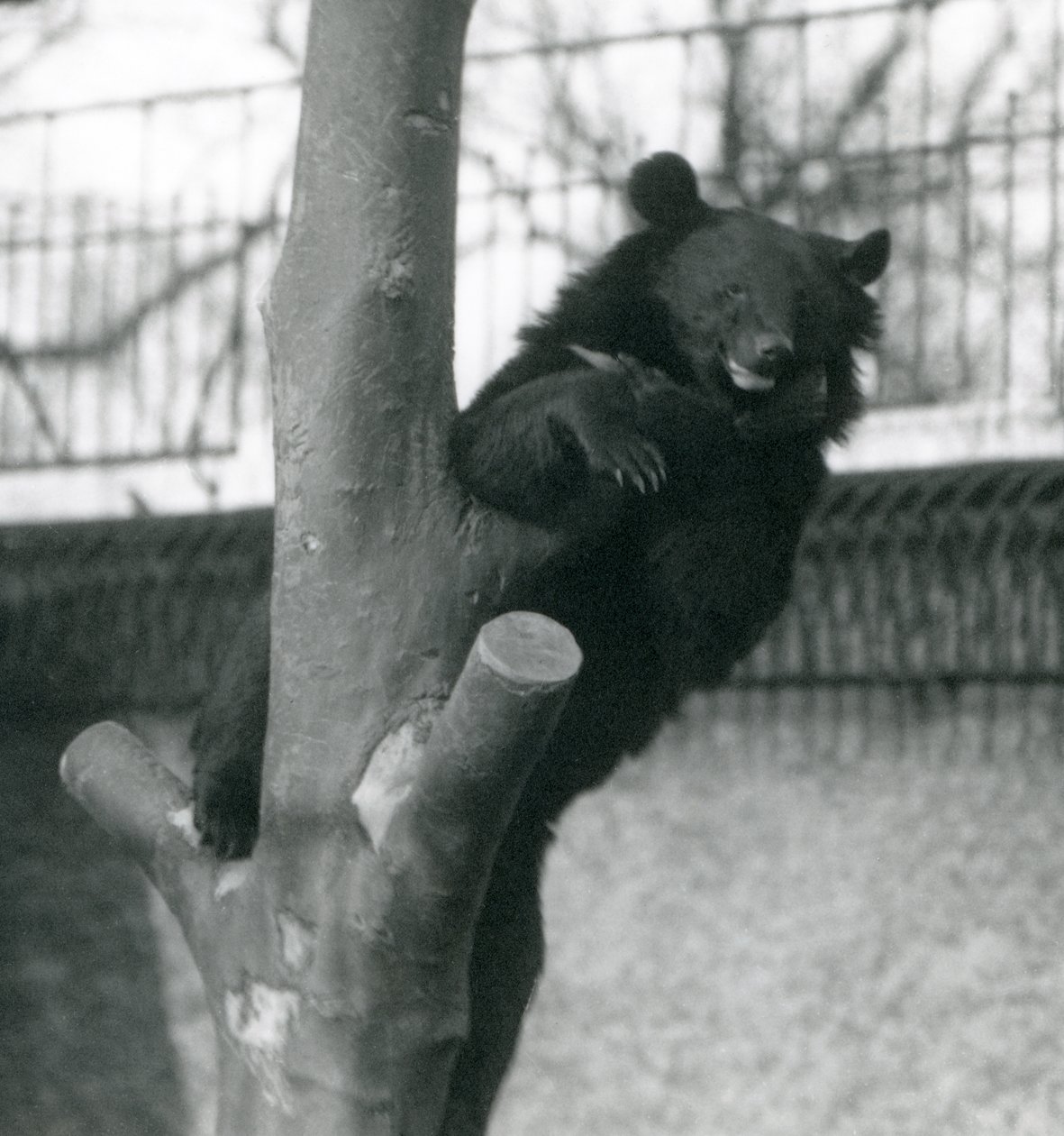 Un orso bruno himalayano Dzu-Teh su un albero allo Zoo di Londra nel 1925 da Frederick William Bond