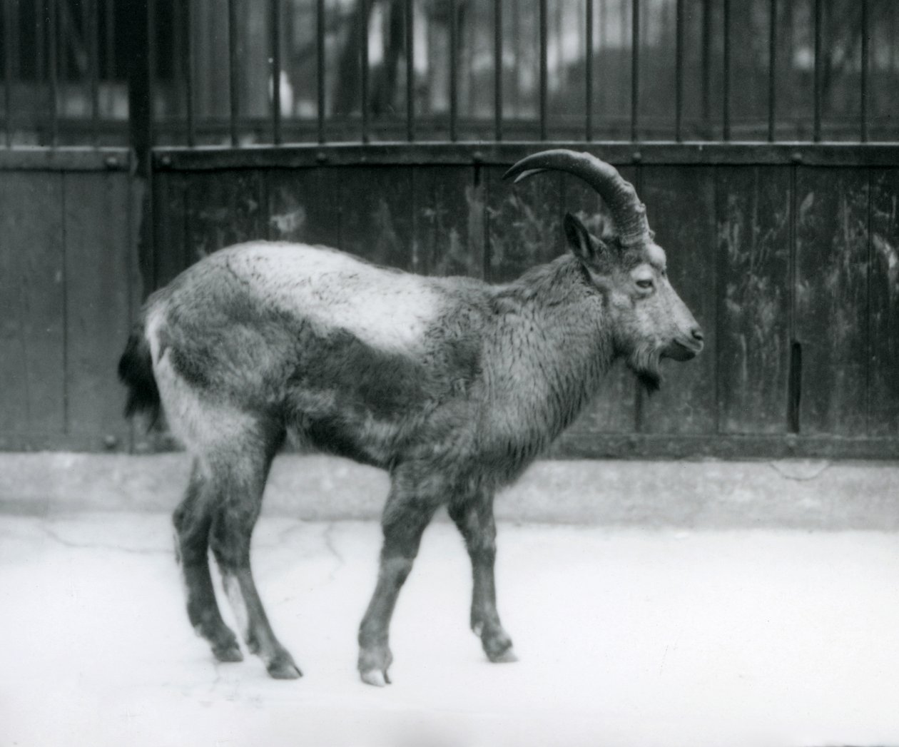 Uno stambecco himalayano allo Zoo di Londra, 1927 da Frederick William Bond