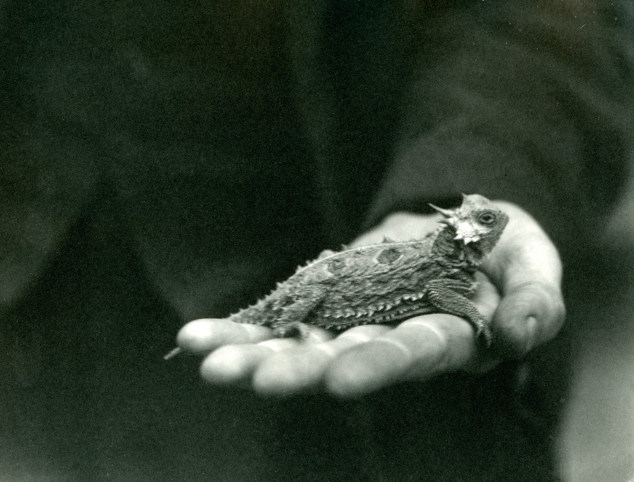 Una lucertola cornuta riposa nella mano del suo guardiano, Zoo di Londra, aprile 1923 da Frederick William Bond