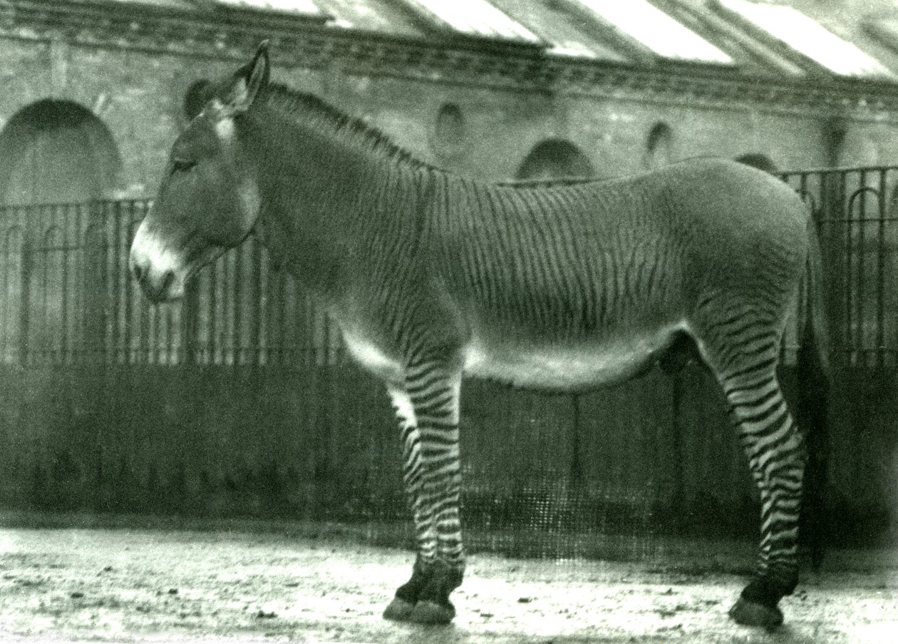 Un Ibrido di Zebra nel suo recinto allo Zoo di Londra, 1924 da Frederick William Bond