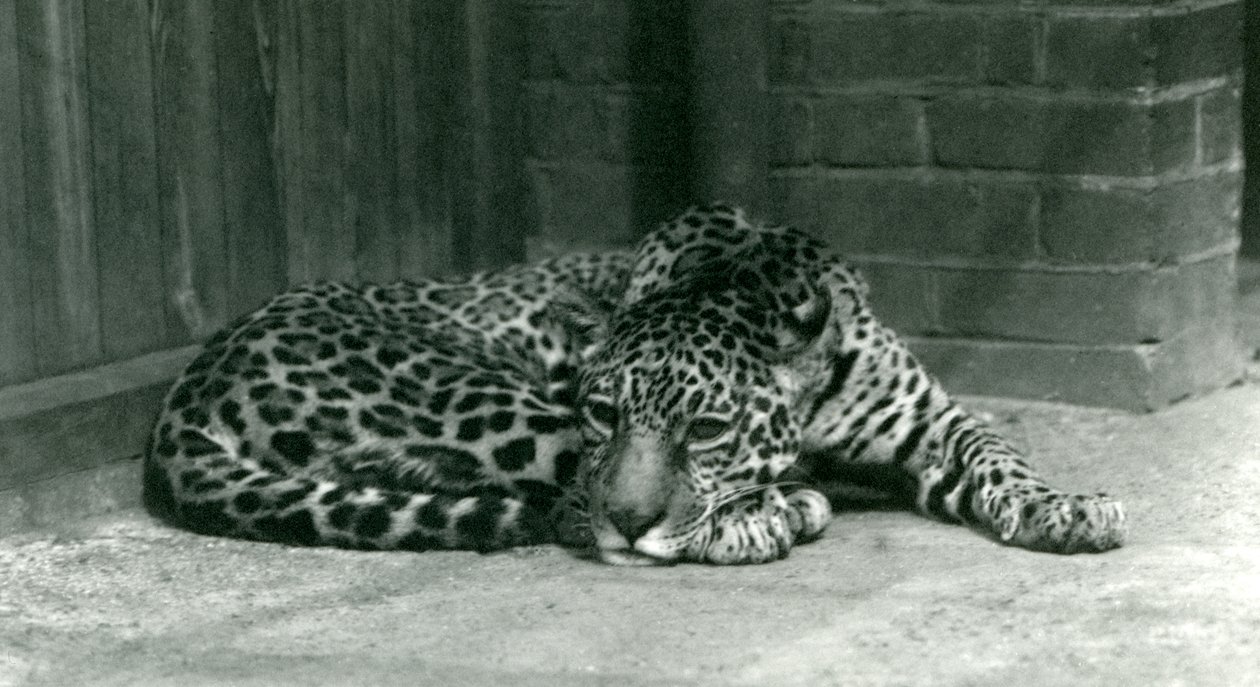 Un giaguaro che riposa al London Zoo, giugno 1924 da Frederick William Bond