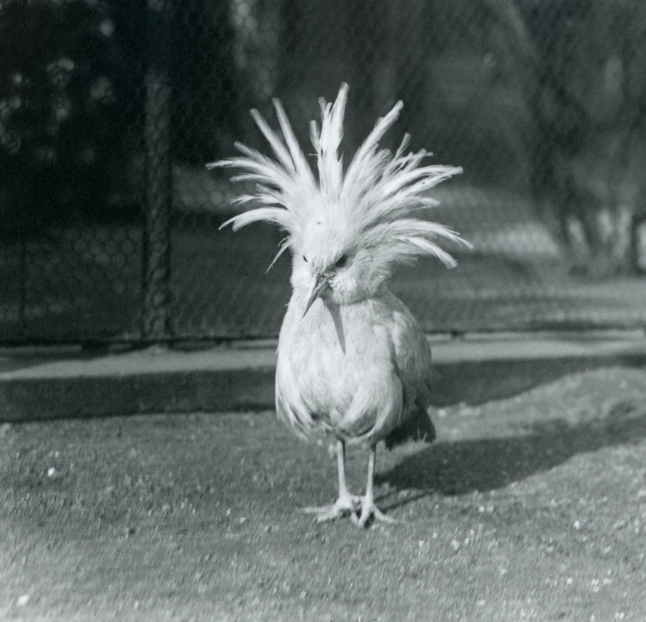 Un Kagu che mostra le sue piume crestali allo Zoo di Londra, giugno 1921 da Frederick William Bond