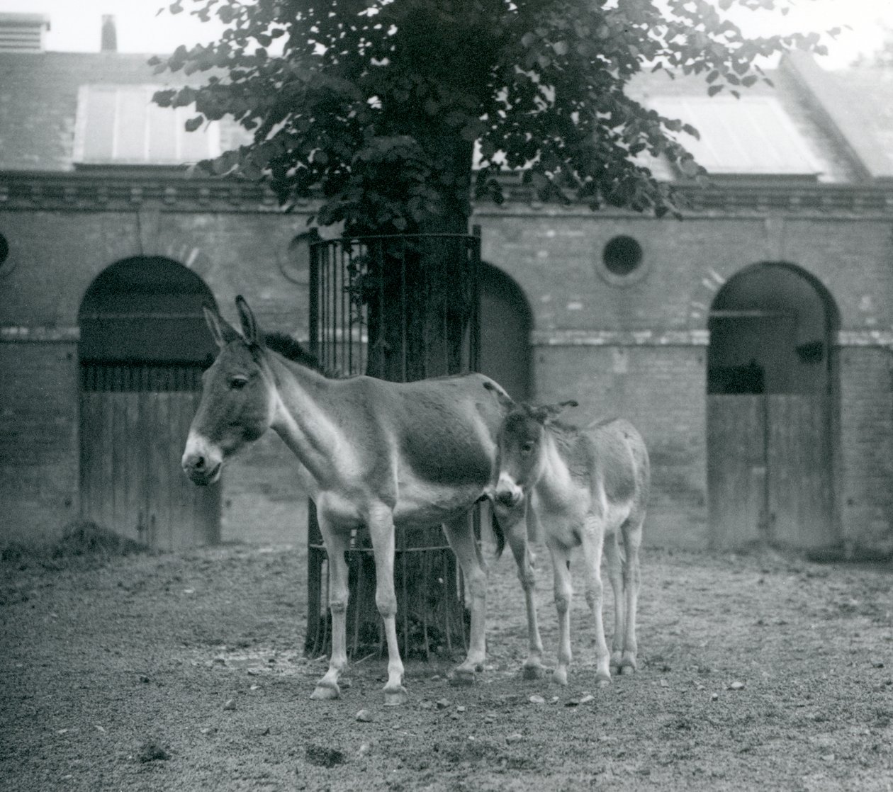 Un kiang e il suo puledro in piedi sotto un albero nel loro recinto, Zoo di Londra, agosto 1927 da Frederick William Bond