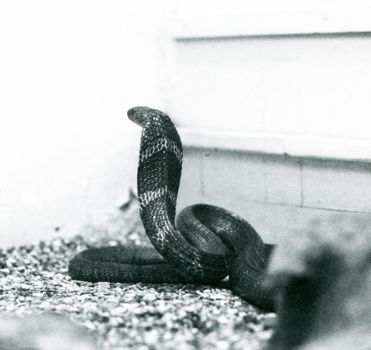 Un cobra reale all
