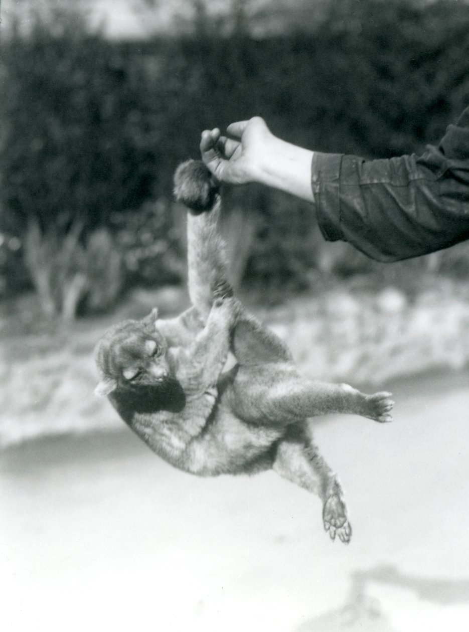 Un kinkajou sospeso dal dito di un custode per la sua coda prensile, Zoo di Londra, settembre 1925 da Frederick William Bond